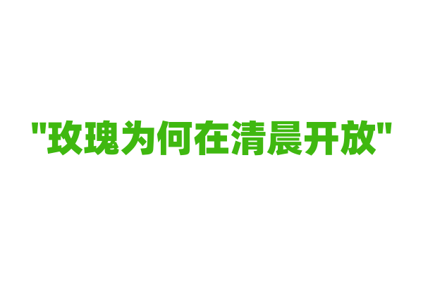 "玫瑰为何在清晨开放"